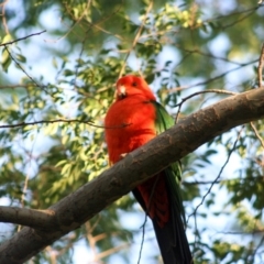 Alisterus scapularis (Australian King-Parrot) at Higgins, ACT - 16 Jan 2008 by AlisonMilton