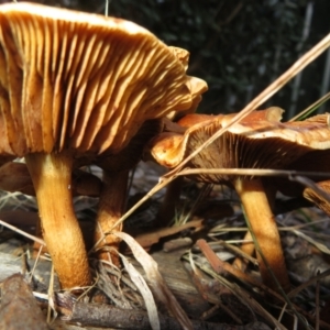 Unidentified Cap on a stem; gills below cap [mushrooms or mushroom-like] at suppressed by Christine