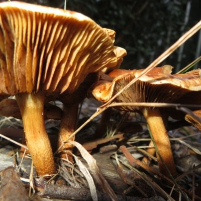 Unidentified Cap on a stem; gills below cap [mushrooms or mushroom-like] at Flynn, ACT - 7 Jun 2024 by Christine
