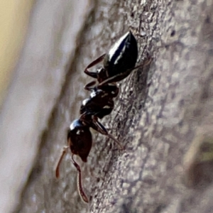 Crematogaster sp. (genus) at Mount Ainslie to Black Mountain - 7 Jun 2024