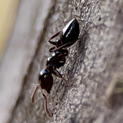 Crematogaster sp. (genus) (Acrobat ant, Cocktail ant) at Mount Ainslie to Black Mountain - 7 Jun 2024 by Hejor1
