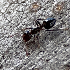 Crematogaster sp. (genus) at Mount Ainslie to Black Mountain - 7 Jun 2024 10:54 AM