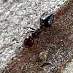 Crematogaster sp. (genus) at Mount Ainslie to Black Mountain - 7 Jun 2024