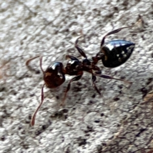 Crematogaster sp. (genus) at Mount Ainslie to Black Mountain - 7 Jun 2024 10:54 AM