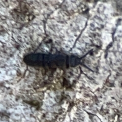 Entomobryomorpha (order) (Entomobryomorph springtail) at Mount Ainslie to Black Mountain - 7 Jun 2024 by Hejor1