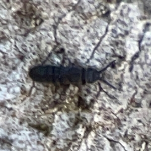 Entomobryomorpha (order) at Mount Ainslie to Black Mountain - 7 Jun 2024 10:56 AM