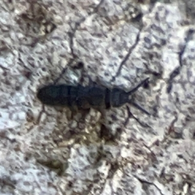 Hypogastrura sp. (genus) at Mount Ainslie to Black Mountain - 7 Jun 2024 by Hejor1