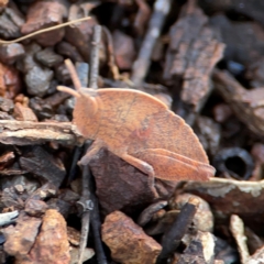 Goniaea australasiae (Gumleaf grasshopper) at Campbell, ACT - 7 Jun 2024 by Hejor1