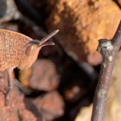 Goniaea australasiae at Mount Ainslie to Black Mountain - 7 Jun 2024