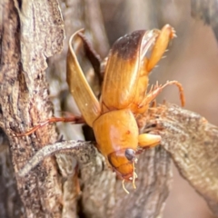 Phyllotocus macleayi (Nectar scarab) at Mount Ainslie to Black Mountain - 7 Jun 2024 by Hejor1