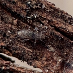 Entomobryomorpha (order) (Entomobryomorph springtail) at Mount Ainslie to Black Mountain - 7 Jun 2024 by Hejor1