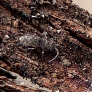 Entomobryomorpha (order) at Mount Ainslie to Black Mountain - 7 Jun 2024