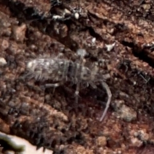 Entomobryomorpha (order) at Mount Ainslie to Black Mountain - 7 Jun 2024 11:02 AM