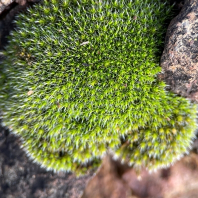 Grimmia sp. at Mount Ainslie to Black Mountain - 7 Jun 2024 by Hejor1