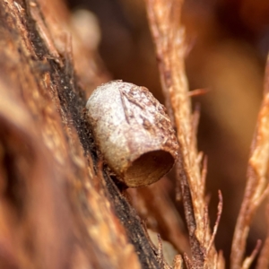 Doratifera (genus) at Mount Pleasant - 7 Jun 2024