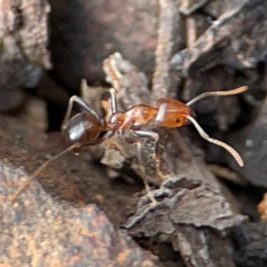 Papyrius sp. (genus) (A Coconut Ant) at Mount Ainslie to Black Mountain - 7 Jun 2024 by Hejor1