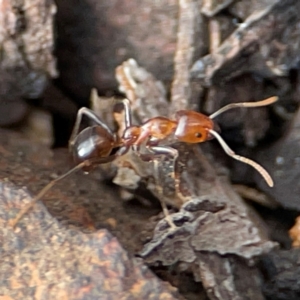 Papyrius sp. (genus) at Mount Pleasant - 7 Jun 2024