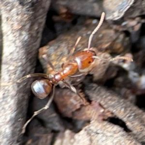 Papyrius sp. (genus) at Mount Pleasant - 7 Jun 2024