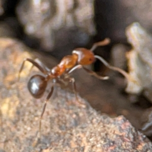 Papyrius sp. (genus) at Mount Pleasant - suppressed