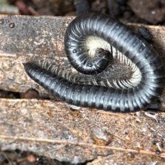 Ommatoiulus moreleti (Portuguese Millipede) at Mount Ainslie to Black Mountain - 7 Jun 2024 by Hejor1