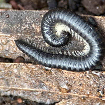 Ommatoiulus moreleti (Portuguese Millipede) at Campbell, ACT - 7 Jun 2024 by Hejor1