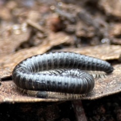 Ommatoiulus moreleti at Mount Ainslie to Black Mountain - 7 Jun 2024 12:01 PM