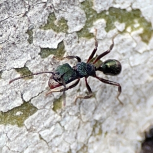 Rhytidoponera metallica at Mount Ainslie to Black Mountain - 7 Jun 2024