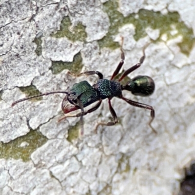 Rhytidoponera metallica (Greenhead ant) at Mount Ainslie to Black Mountain - 7 Jun 2024 by Hejor1
