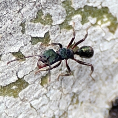 Rhytidoponera metallica (Greenhead ant) at Campbell, ACT - 7 Jun 2024 by Hejor1