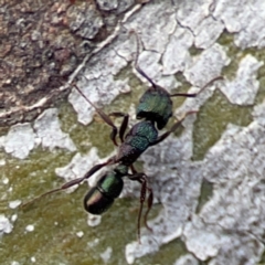 Rhytidoponera metallica at Mount Ainslie to Black Mountain - 7 Jun 2024