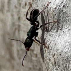 Rhytidoponera metallica at Mount Ainslie to Black Mountain - 7 Jun 2024 12:01 PM