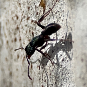 Rhytidoponera metallica at Mount Ainslie to Black Mountain - 7 Jun 2024 12:01 PM