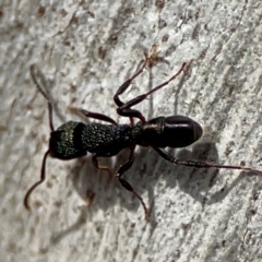 Rhytidoponera metallica at Mount Ainslie to Black Mountain - 7 Jun 2024