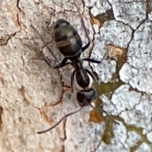 Camponotus aeneopilosus at Mount Pleasant - 7 Jun 2024