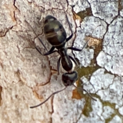 Camponotus aeneopilosus (A Golden-tailed sugar ant) at Mount Pleasant - 7 Jun 2024 by Hejor1