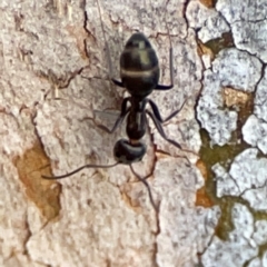 Camponotus aeneopilosus at Mount Pleasant - 7 Jun 2024