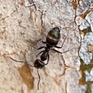 Camponotus aeneopilosus at Mount Pleasant - 7 Jun 2024