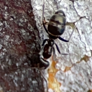 Camponotus aeneopilosus at Mount Pleasant - 7 Jun 2024