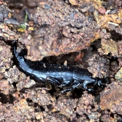 Anisolabididae (family) (Unidentified wingless earwig) at Mount Ainslie to Black Mountain - 7 Jun 2024 by Hejor1