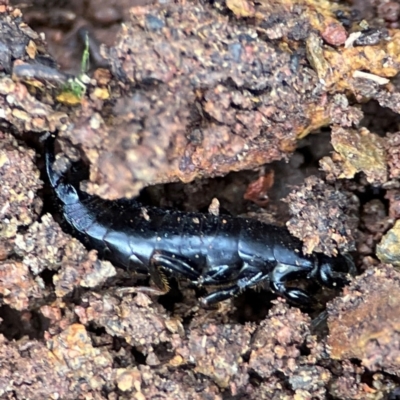 Anisolabididae (family) (Unidentified wingless earwig) at Mount Ainslie to Black Mountain - 7 Jun 2024 by Hejor1