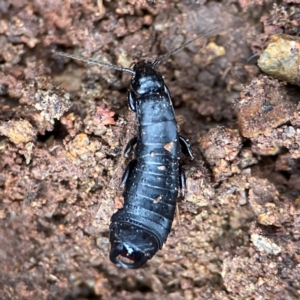 Anisolabididae (family) at Mount Pleasant - 7 Jun 2024