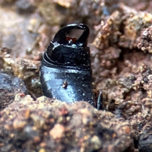 Anisolabididae (family) at Mount Pleasant - 7 Jun 2024