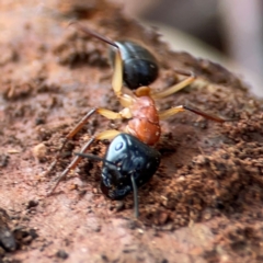 Camponotus nigriceps (Black-headed sugar ant) at Campbell, ACT - 7 Jun 2024 by Hejor1
