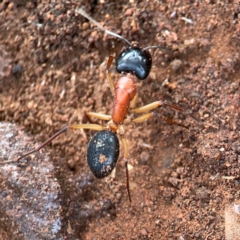 Camponotus nigriceps at Mount Ainslie to Black Mountain - 7 Jun 2024