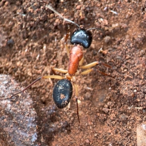 Camponotus nigriceps at Mount Ainslie to Black Mountain - 7 Jun 2024