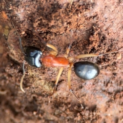 Camponotus nigriceps at Mount Ainslie to Black Mountain - 7 Jun 2024 12:08 PM