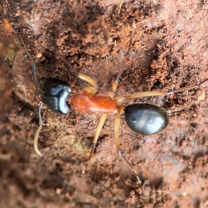 Camponotus nigriceps at Mount Ainslie to Black Mountain - 7 Jun 2024