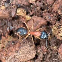 Camponotus nigriceps at Mount Ainslie to Black Mountain - 7 Jun 2024 12:08 PM