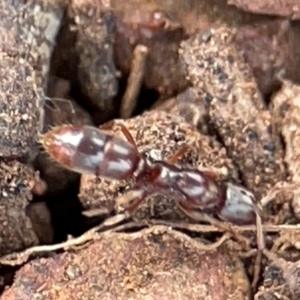 Amblyopone sp. (genus) at Mount Ainslie to Black Mountain - 7 Jun 2024