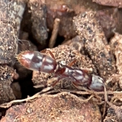 Amblyopone sp. (genus) (Slow ant) at Mount Ainslie to Black Mountain - 7 Jun 2024 by Hejor1